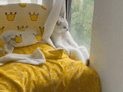 猫猫：真是好风景呀