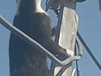 决战电杆之巅！！